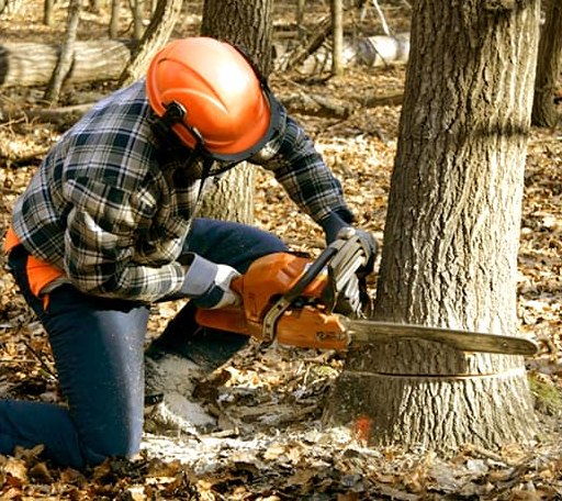 Tree Removal in Riner, VA